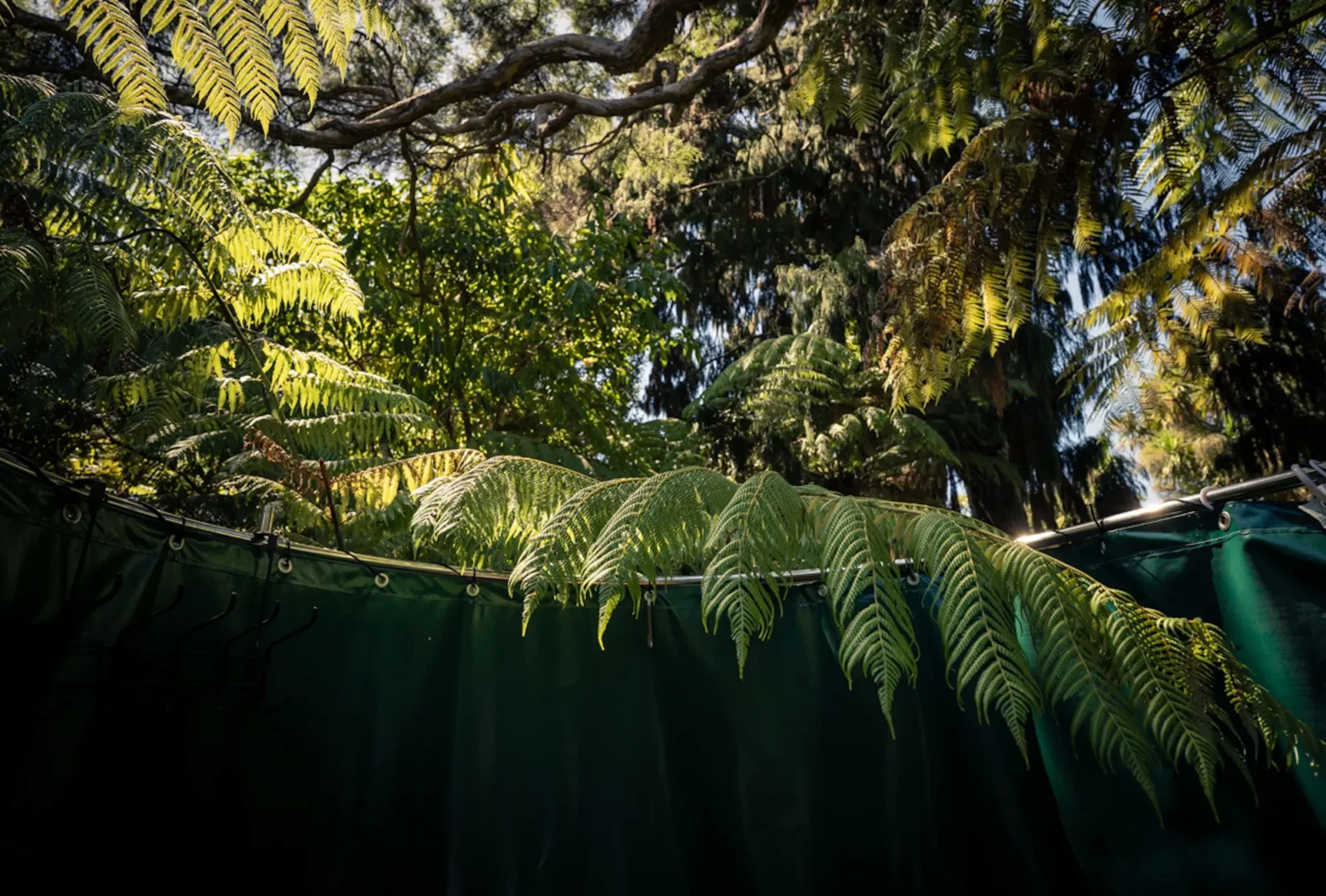 Leaves from a tree hanging over the outside shower curtain at Totara Enclave
